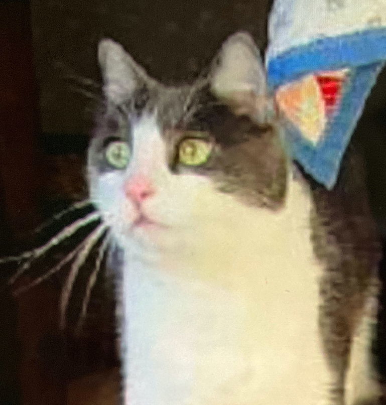 Stockton, an adoptable American Shorthair in San Jose, CA, 95112 | Photo Image 1