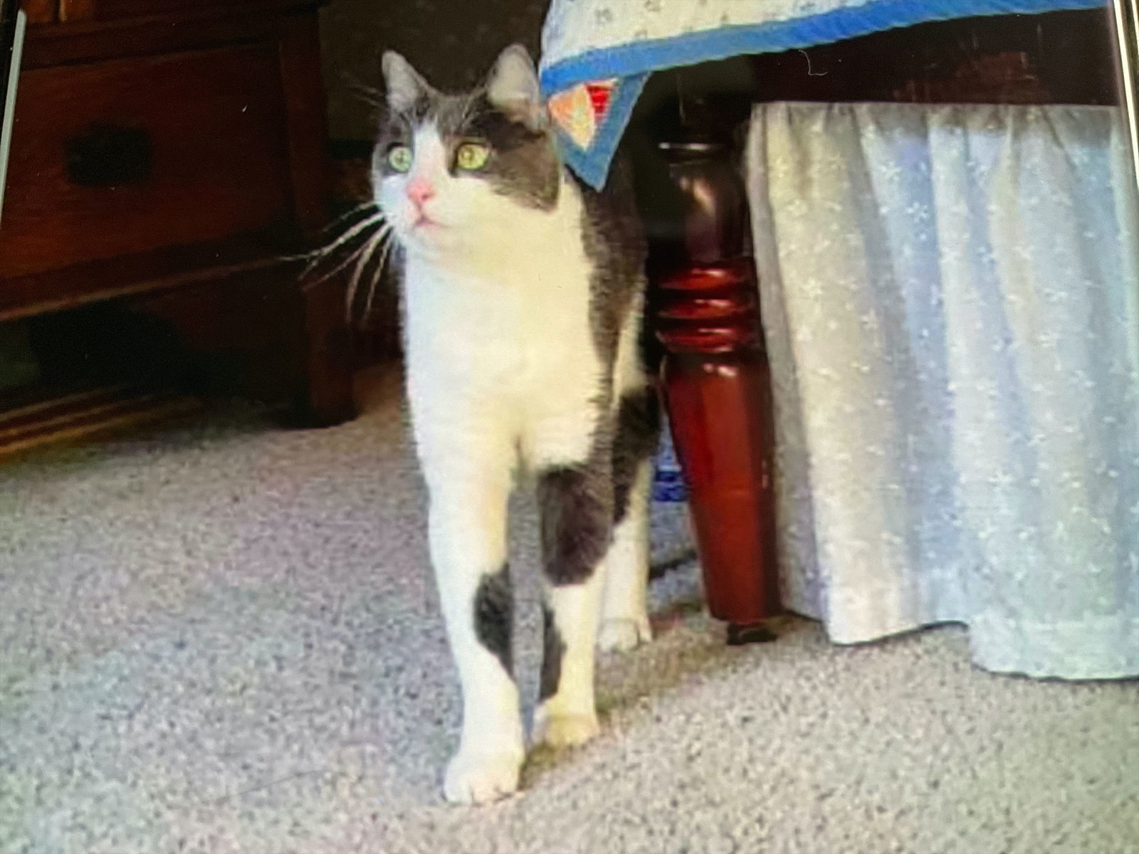 Stockton, an adoptable American Shorthair in San Jose, CA, 95112 | Photo Image 2