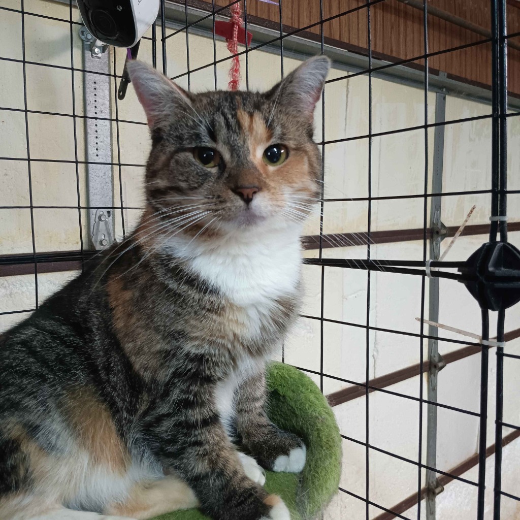 Tammy, an adoptable Domestic Short Hair in Crossville, TN, 38557 | Photo Image 1
