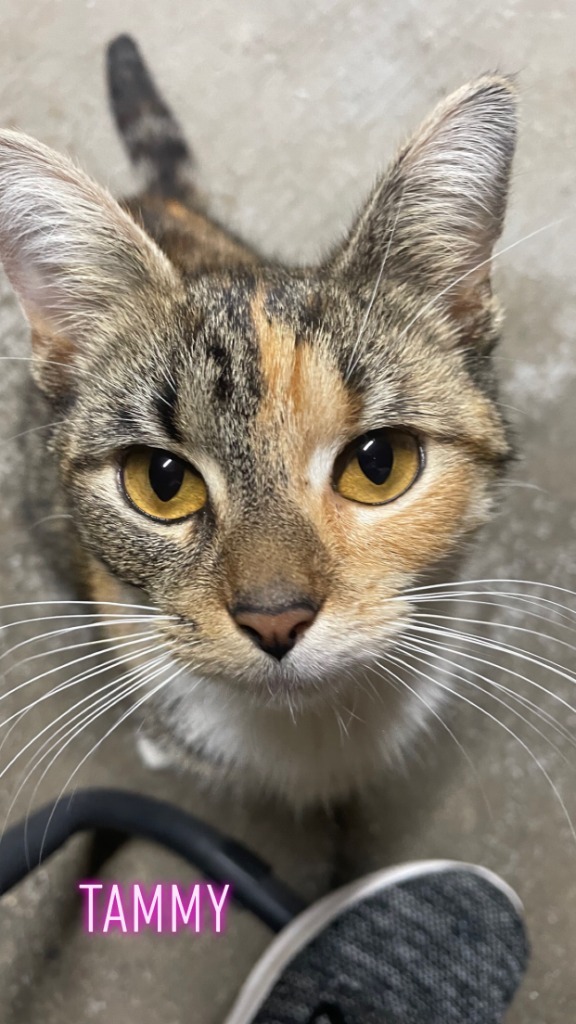 Tammy, an adoptable Domestic Short Hair in Crossville, TN, 38557 | Photo Image 4