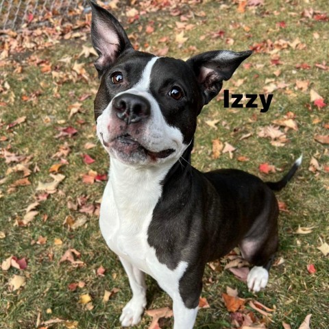 Dog for adoption - Izzy 230904, a Mixed Breed in Escanaba, MI