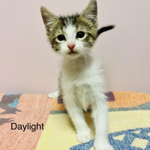 Daylight, an adoptable Domestic Short Hair in Branson, MO_image-1