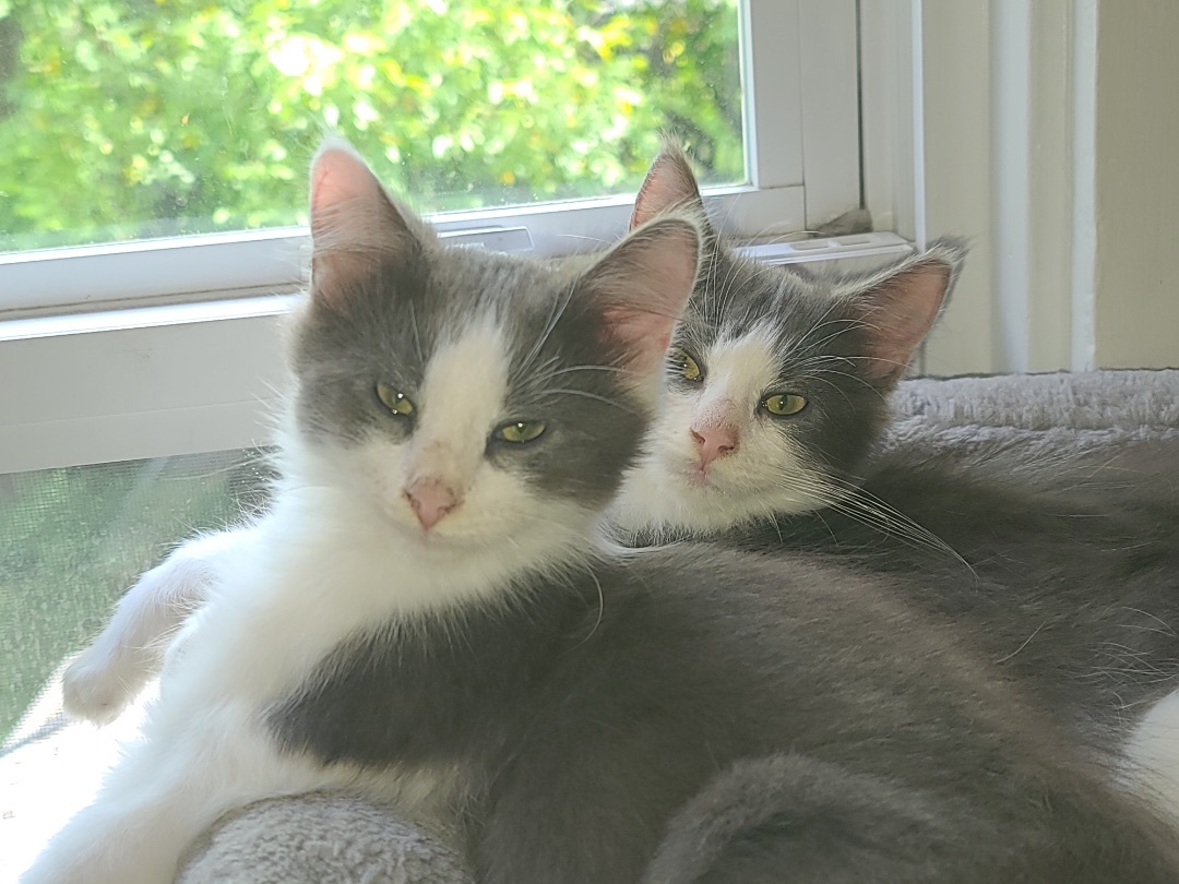 Cat for adoption Kauai , a Domestic Medium Hair Mix in Williamsport