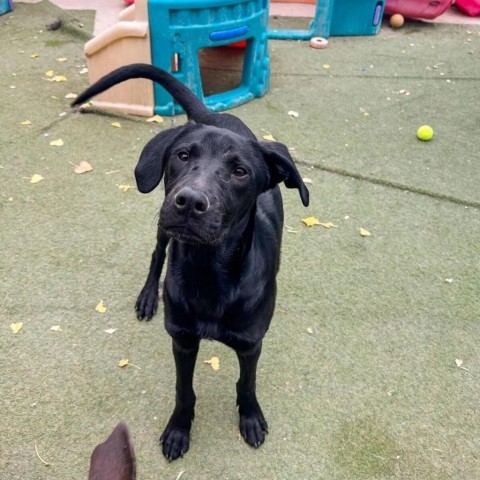 Yoda, an adoptable Labrador Retriever in Grand Junction, CO, 81505 | Photo Image 1