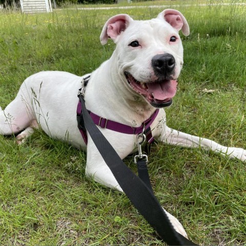 Lilah, an adoptable American Staffordshire Terrier Mix in Conway, NH_image-4