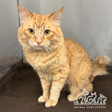 GINGER, an adoptable Domestic Medium Hair in Irvine, CA_image-1