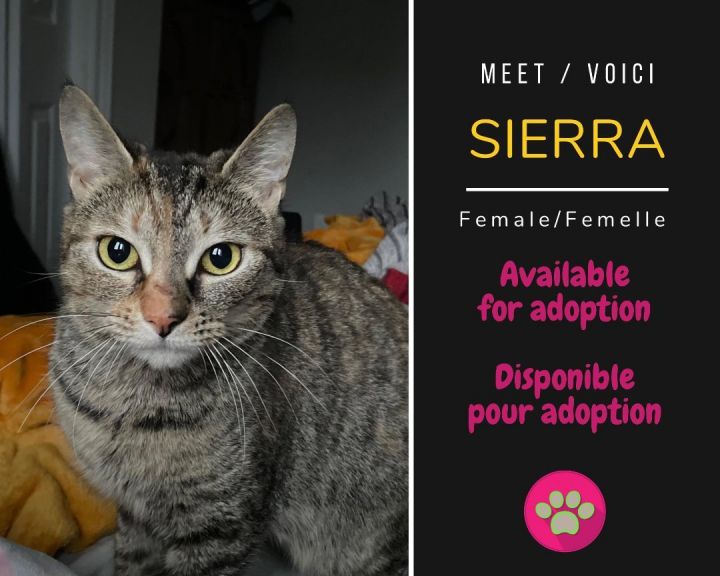 Sierra, an adoptable Domestic Short Hair in Dsl De Drummond, NB_image-1
