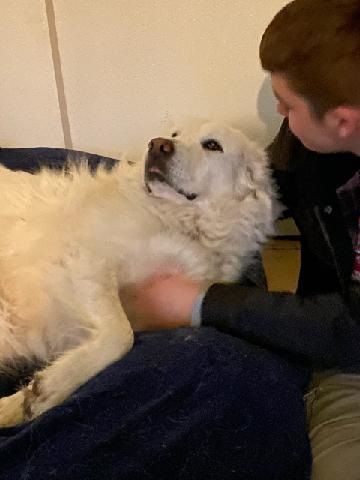 Luna - in Wilbraham, MA, an adoptable Great Pyrenees in Lee, MA_image-1