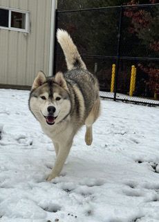 Toby, an adoptable Husky in Mansfield, MA_image-1