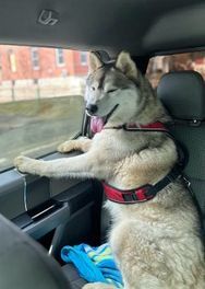 Toby, an adoptable Husky in Mansfield, MA_image-2