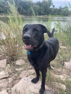 Bubba, an adoptable Labrador Retriever Mix in Fort Worth, TX_image-2