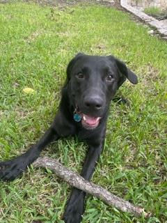 Bubba, an adoptable Labrador Retriever Mix in Fort Worth, TX_image-3