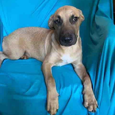 Willy, an adoptable Shepherd in Wadena, MN, 56482 | Photo Image 1