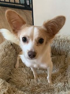 Heidi, an adoptable Papillon in Plainfield, IL, 60586 | Photo Image 2