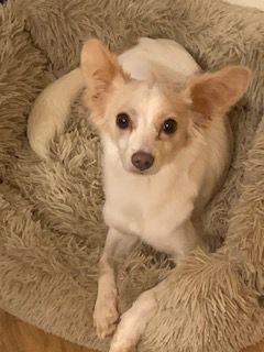 Heidi, an adoptable Papillon in Plainfield, IL, 60586 | Photo Image 3