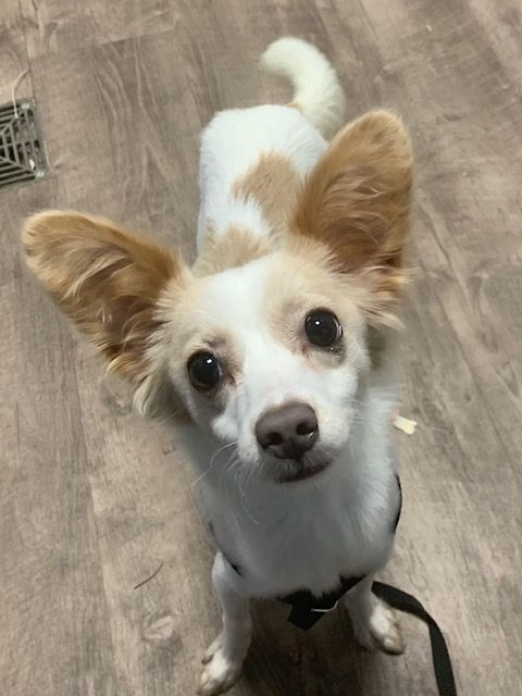 Heidi, an adoptable Papillon in Plainfield, IL, 60586 | Photo Image 4