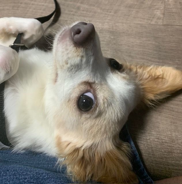 Heidi, an adoptable Papillon in Plainfield, IL, 60586 | Photo Image 5
