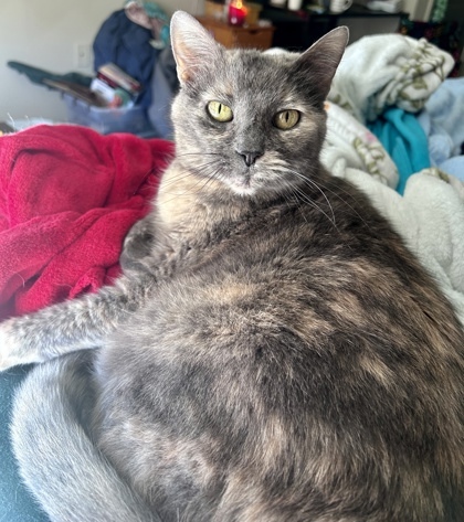 Skylar `A PRIORITY PET` 2