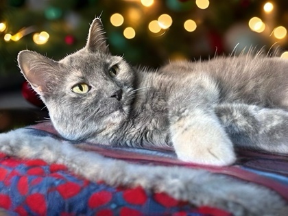 Skylar `A PRIORITY PET`, an adoptable Domestic Short Hair in Columbia, SC, 29211 | Photo Image 3