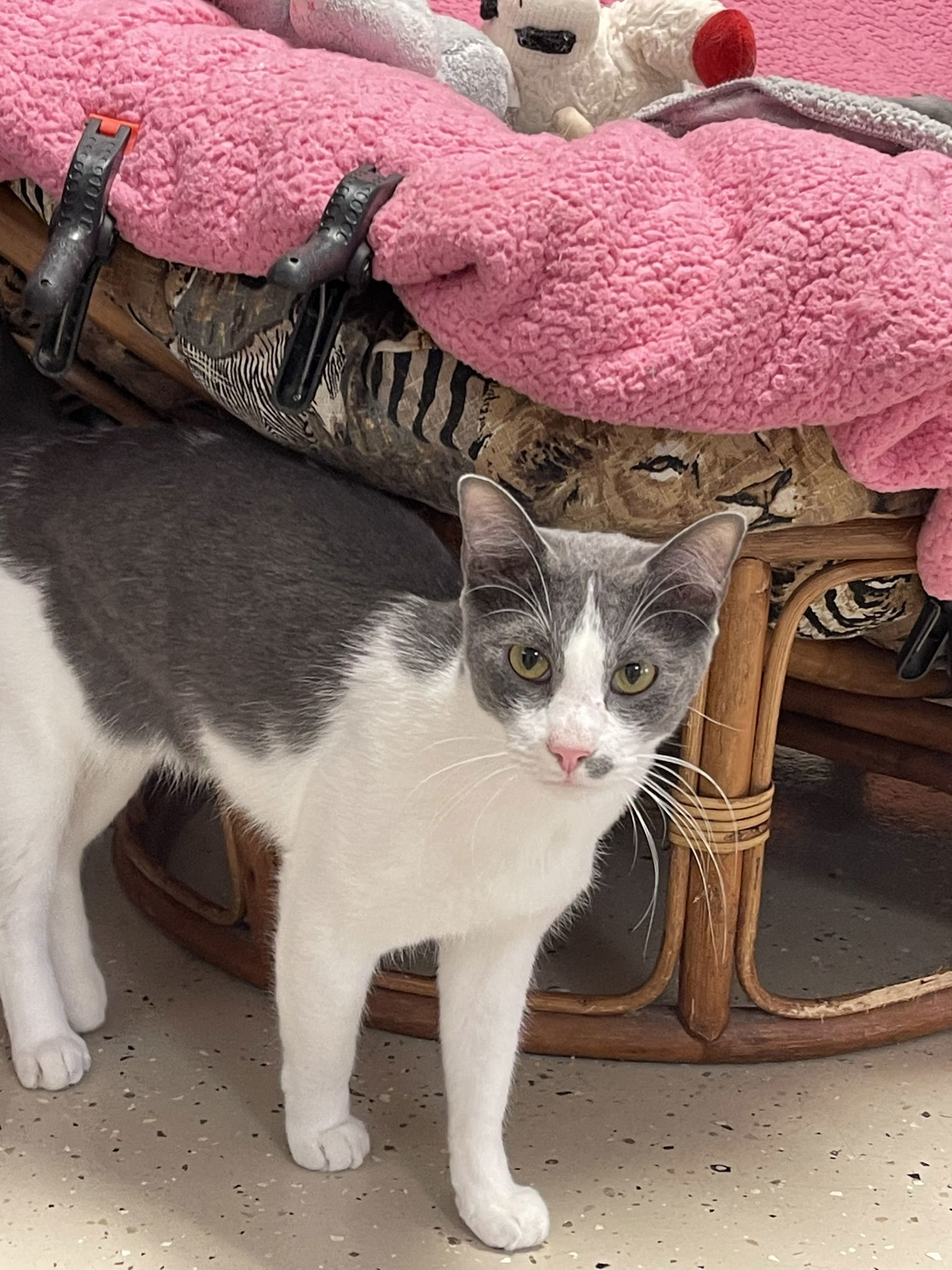 Greyson, an adoptable Domestic Short Hair in Texarkana, TX, 75503 | Photo Image 1