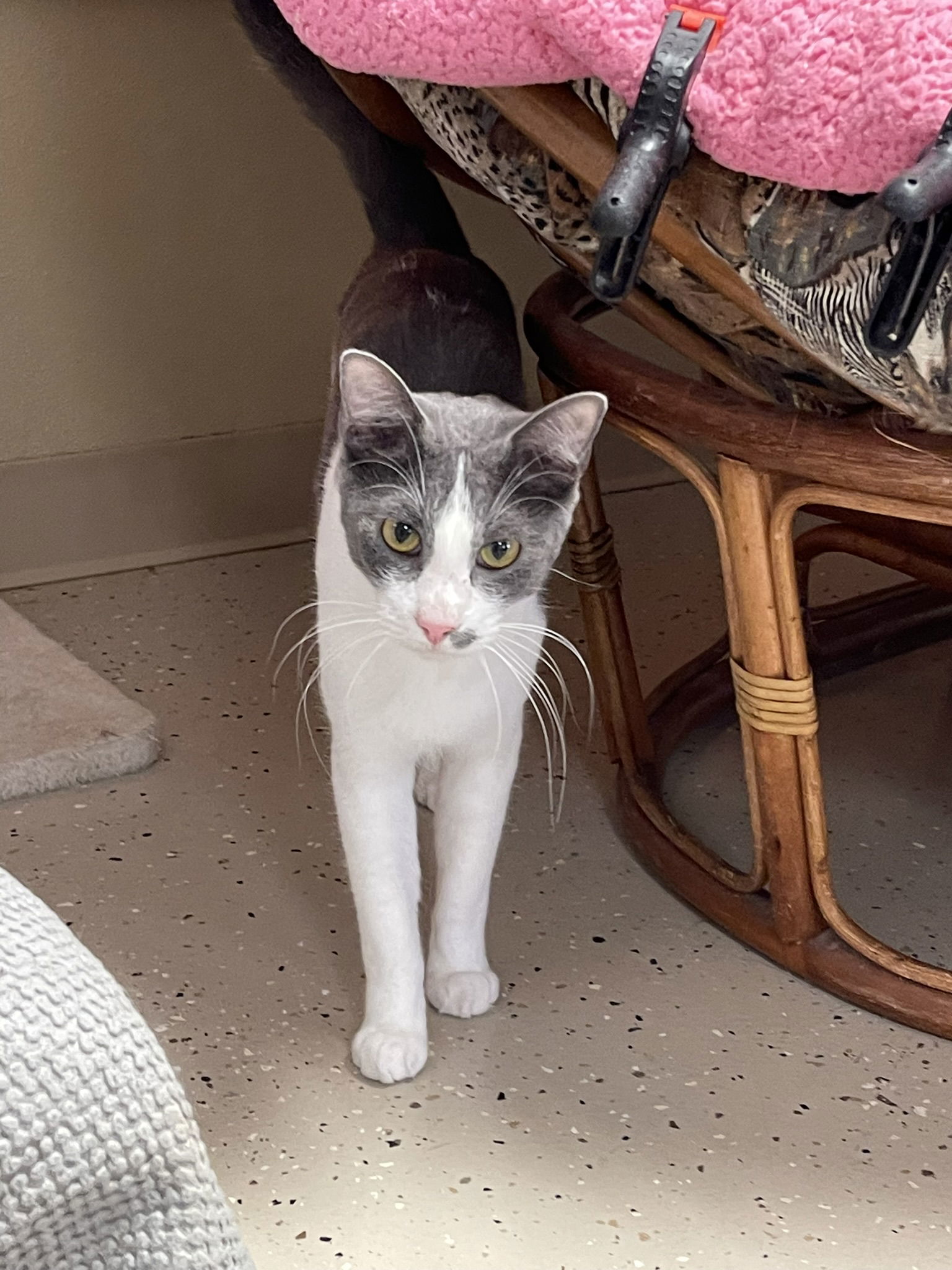 Greyson, an adoptable Domestic Short Hair in Texarkana, TX, 75503 | Photo Image 2