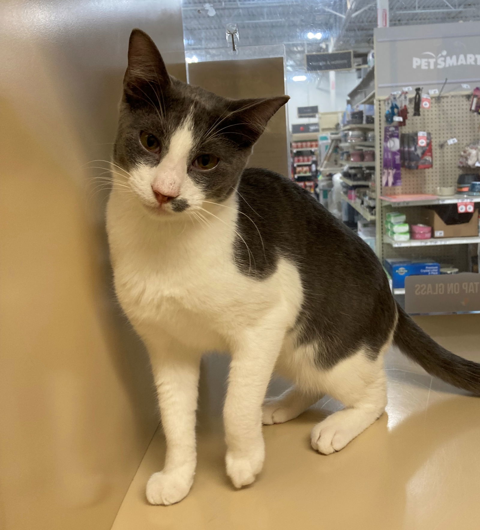 Greyson, an adoptable Domestic Short Hair in Texarkana, TX, 75503 | Photo Image 3