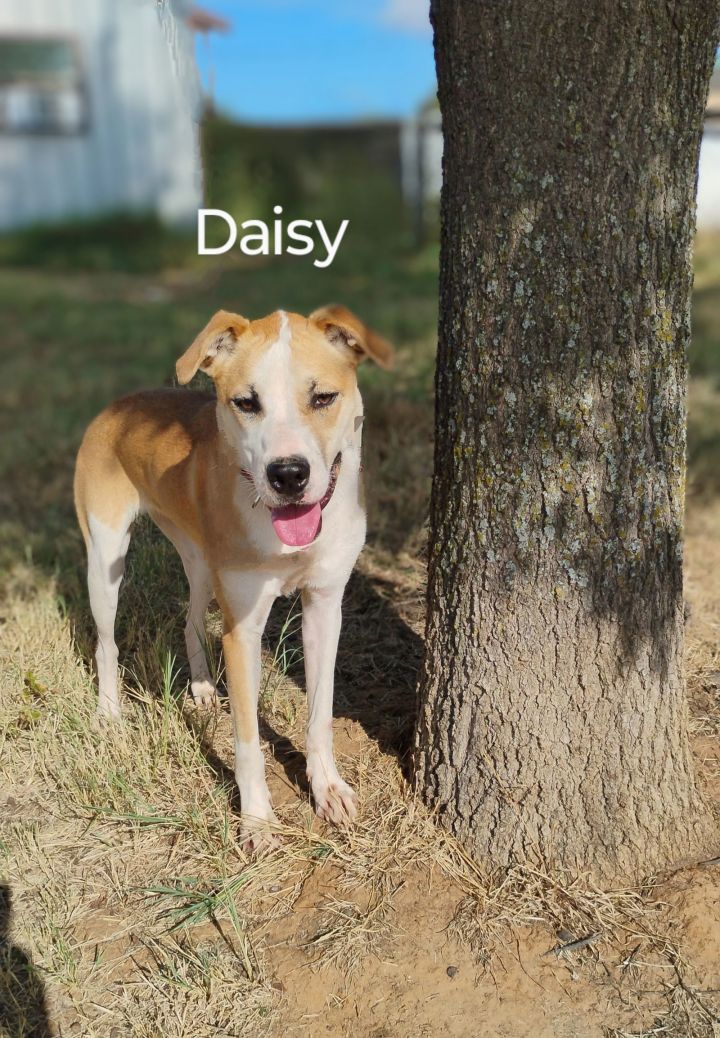 Daisy 1