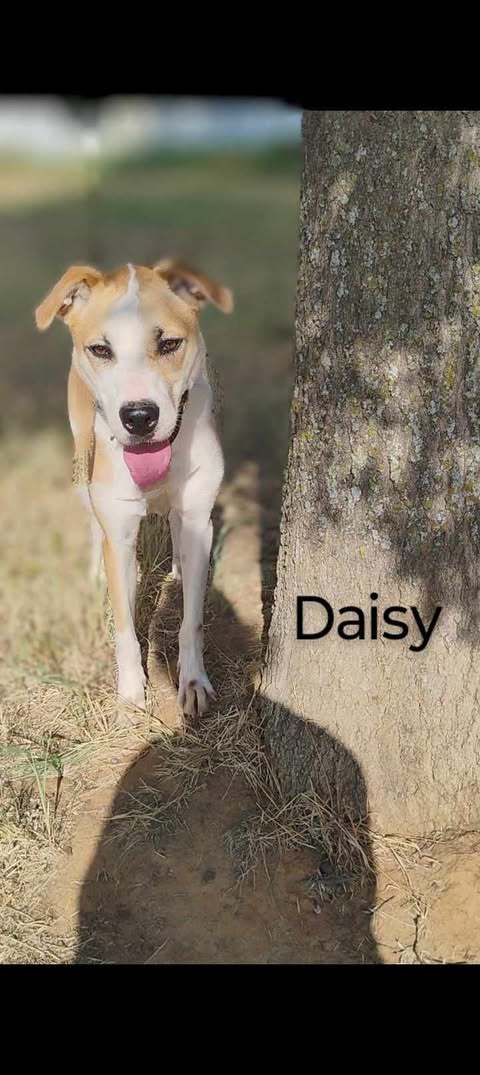 Daisy 3