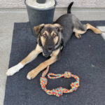Taylor, an adoptable German Shepherd Dog in Calgary, AB, T2E 3Z7 | Photo Image 2
