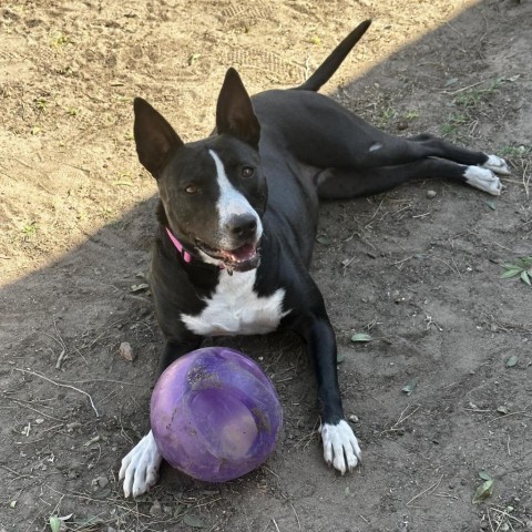 Ally - PAWS, an adoptable Mixed Breed in Las Cruces, NM, 88001 | Photo Image 1