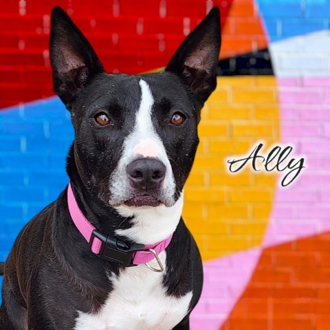 Ally - PAWS, an adoptable Mixed Breed in Las Cruces, NM, 88001 | Photo Image 2