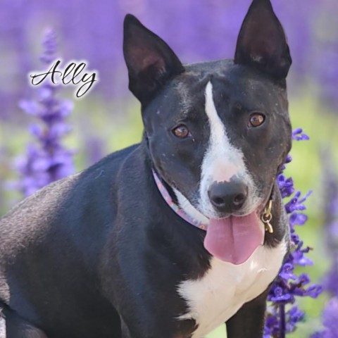 Ally - PAWS, an adoptable Mixed Breed in Las Cruces, NM, 88001 | Photo Image 3