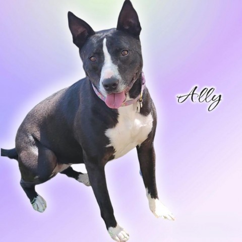 Ally - PAWS, an adoptable Mixed Breed in Las Cruces, NM, 88001 | Photo Image 3