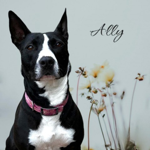 Ally - PAWS, an adoptable Mixed Breed in Las Cruces, NM, 88001 | Photo Image 4