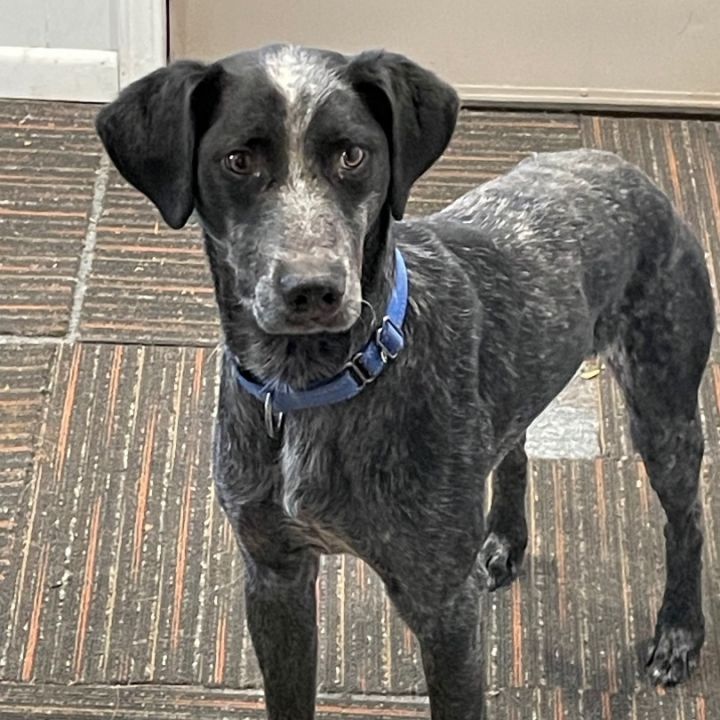 Blue heeler german cheap shorthaired pointer mix