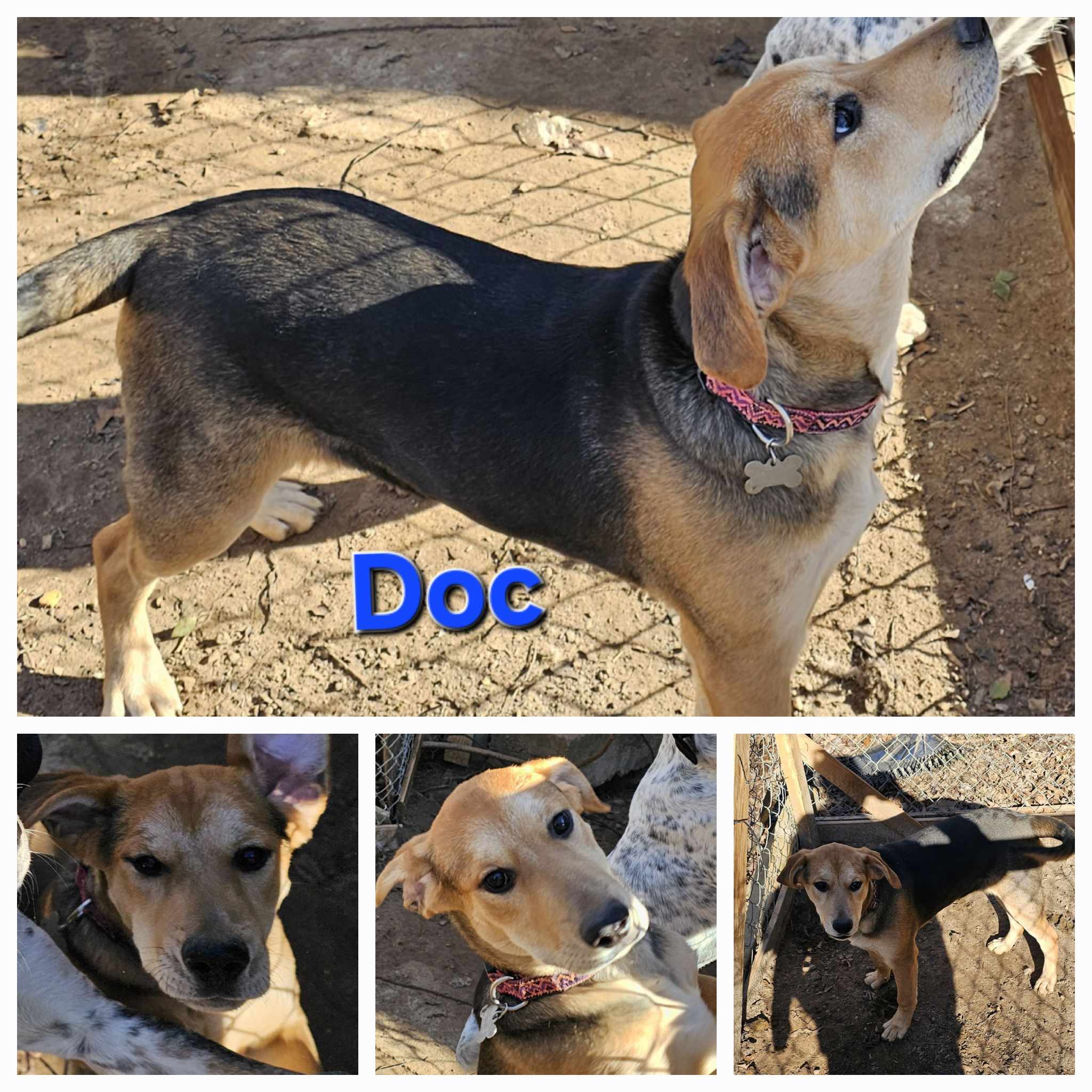 Doc, an adoptable Australian Cattle Dog / Blue Heeler, Mixed Breed in Tonawanda, NY, 14150 | Photo Image 1