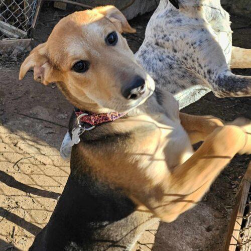 Doc, an adoptable Australian Cattle Dog / Blue Heeler, Mixed Breed in Tonawanda, NY, 14150 | Photo Image 2