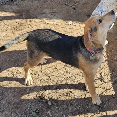 Doc, an adoptable Australian Cattle Dog / Blue Heeler, Mixed Breed in Tonawanda, NY, 14150 | Photo Image 3