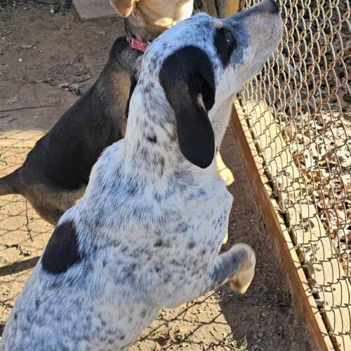 Grumpy, an adoptable Australian Cattle Dog / Blue Heeler, Mixed Breed in Tonawanda, NY, 14150 | Photo Image 2