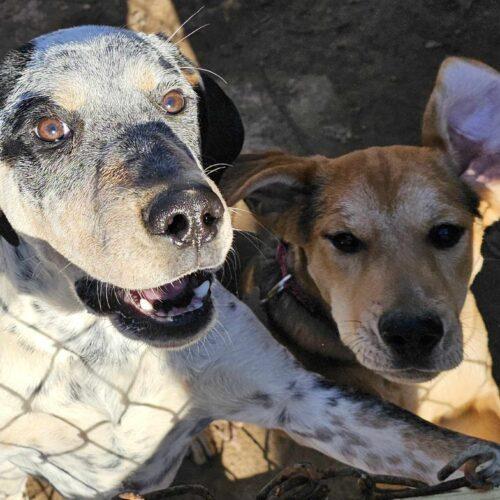 Grumpy, an adoptable Australian Cattle Dog / Blue Heeler, Mixed Breed in Tonawanda, NY, 14150 | Photo Image 3