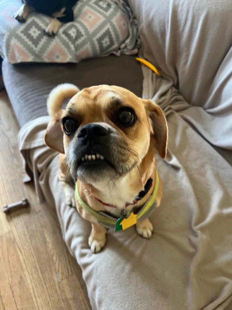 Pickles, an adoptable Puggle in Stamford, CT, 06907 | Photo Image 2