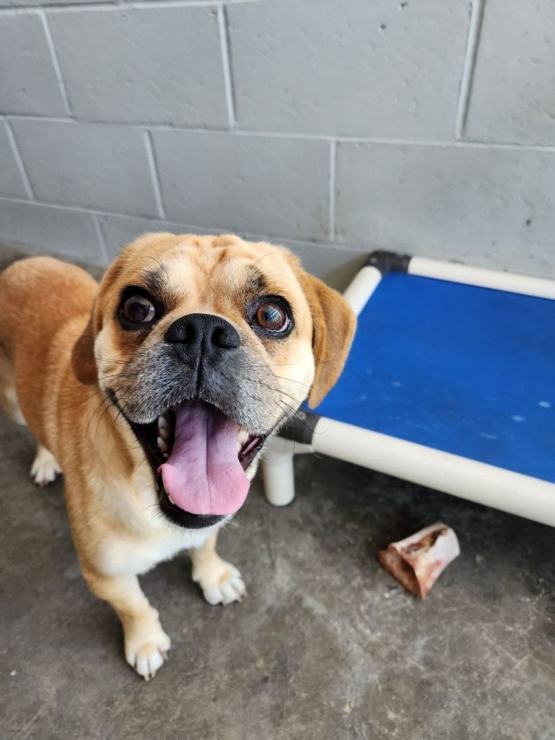 Pickles, an adoptable Puggle in Stamford, CT, 06907 | Photo Image 6