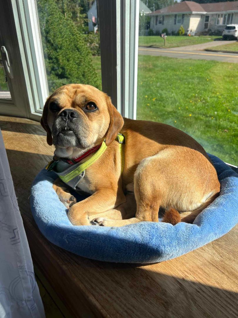 Pickles, an adoptable Puggle in Stamford, CT, 06907 | Photo Image 1