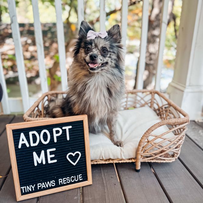 Small paws rescue dogs best sale for adoption