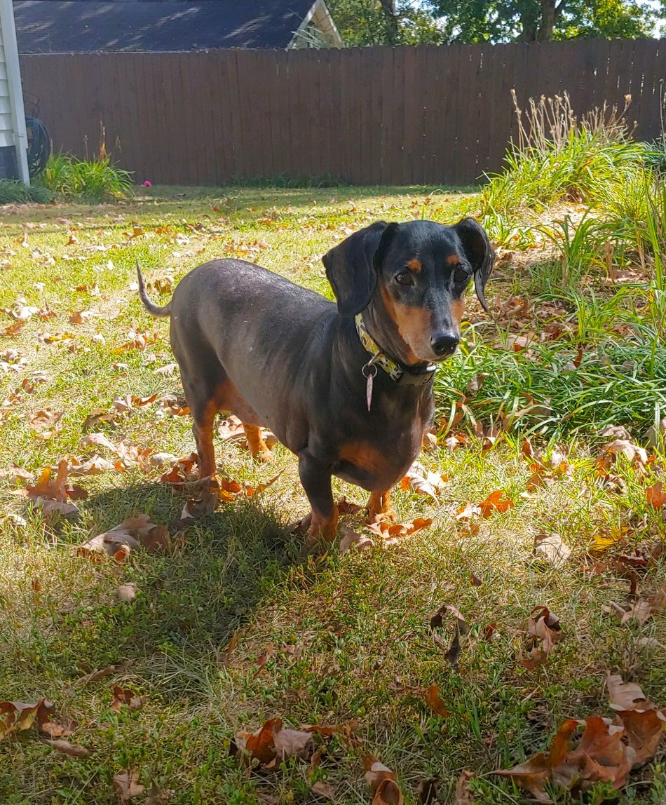 Harley in TN