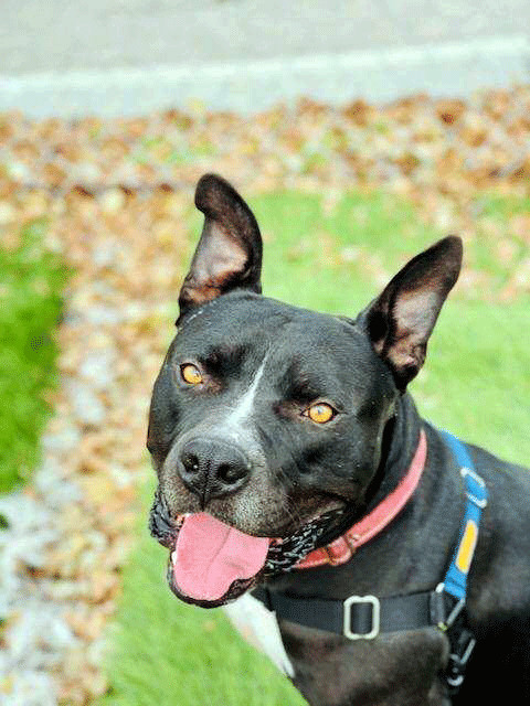 Ted, an adoptable Pit Bull Terrier in Eagle, ID, 83616 | Photo Image 1