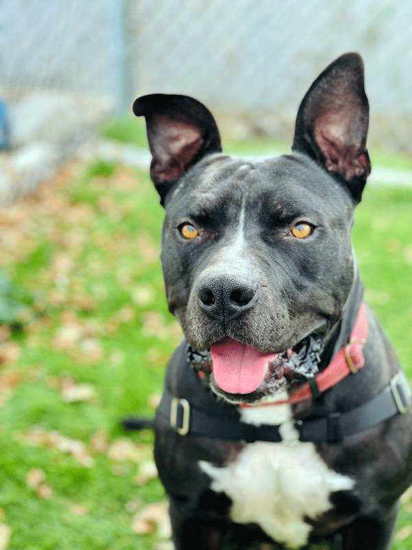 Ted, an adoptable Pit Bull Terrier in Eagle, ID, 83616 | Photo Image 5