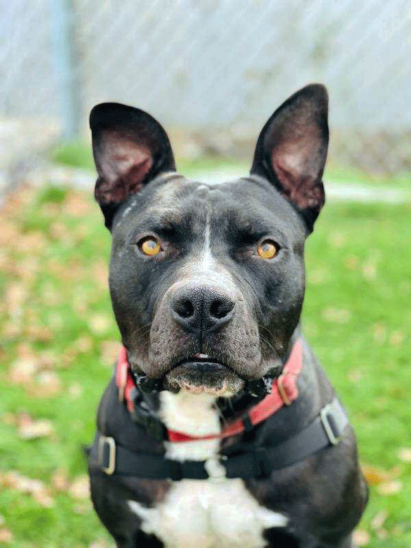 Ted, an adoptable Pit Bull Terrier in Eagle, ID, 83616 | Photo Image 6