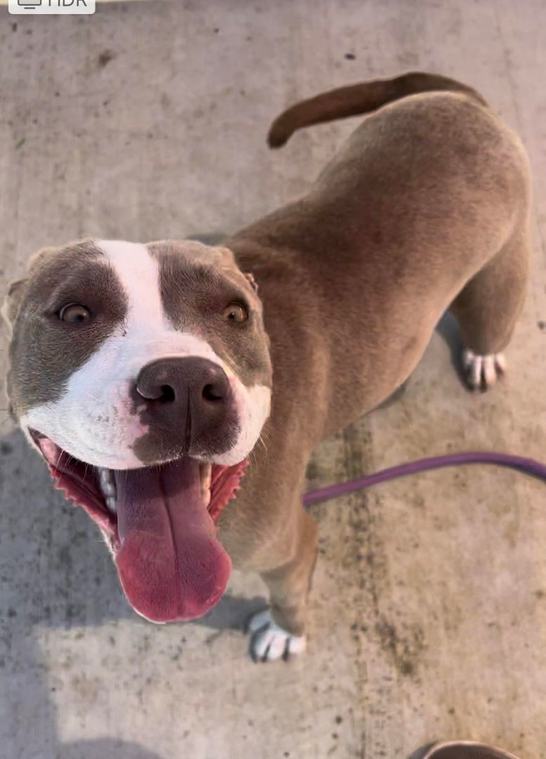 Alma, an adoptable Pit Bull Terrier in Eagle, ID, 83616 | Photo Image 3