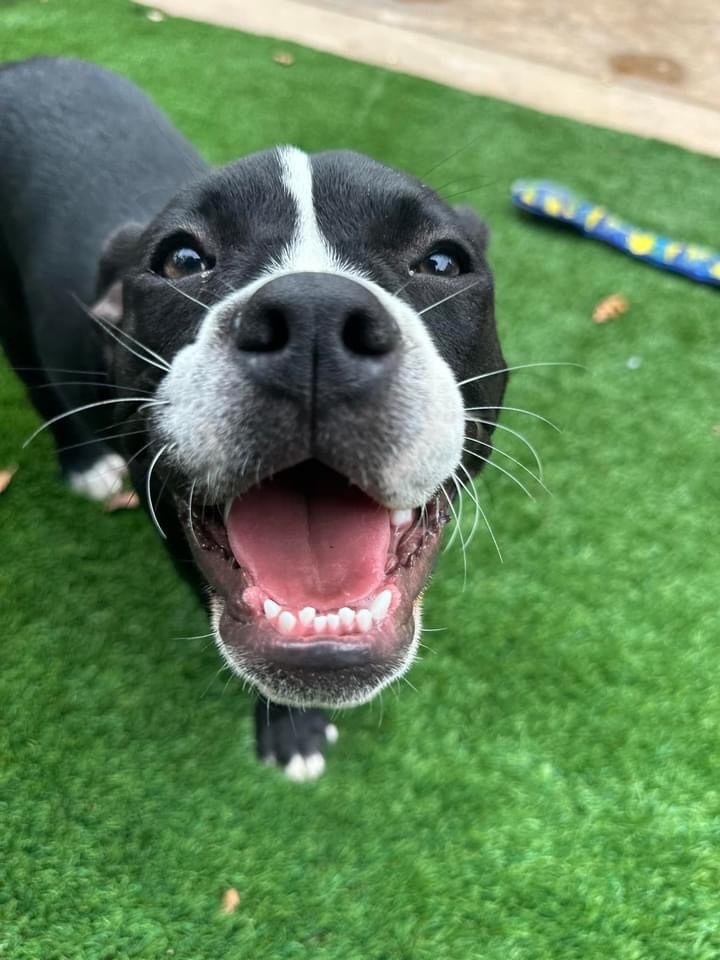 Dog Mom Demonstrates Difference Between Her Staffy and American Bully in  Funny Video